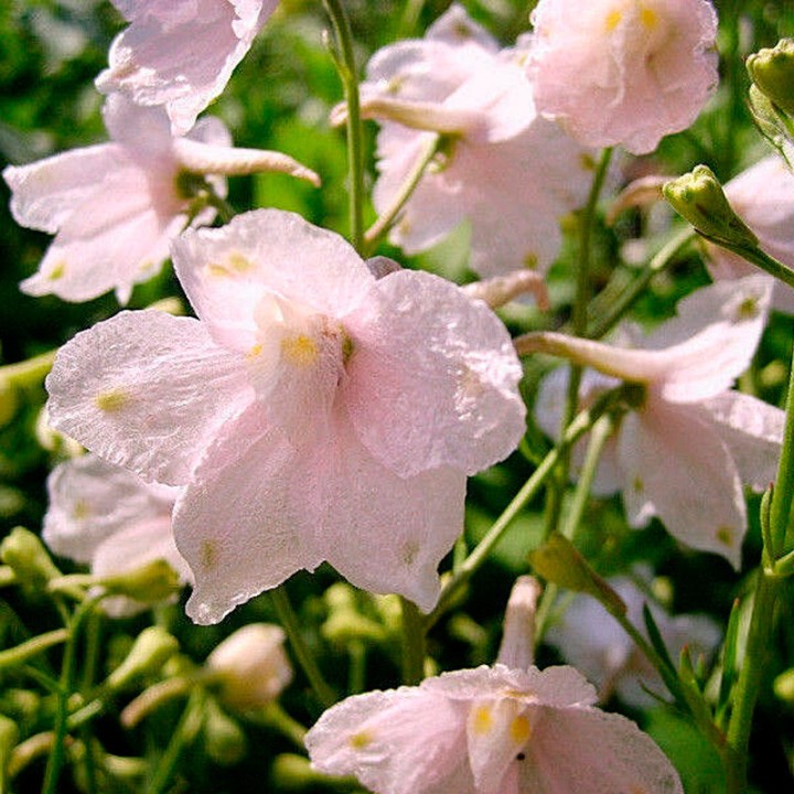 Larkspur, Rose - seeds