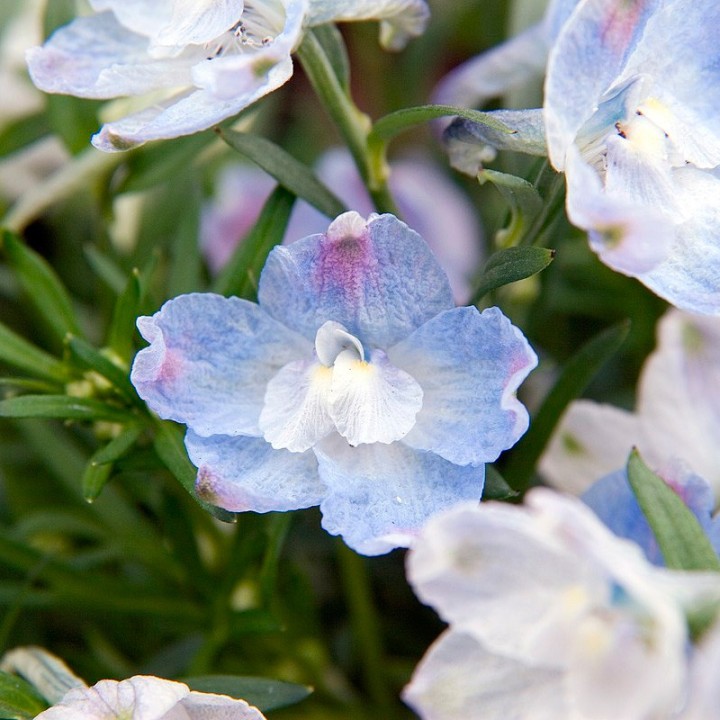 Larkspur, Light blue - seeds
