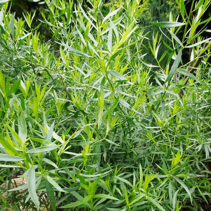 Tarragon - Plant