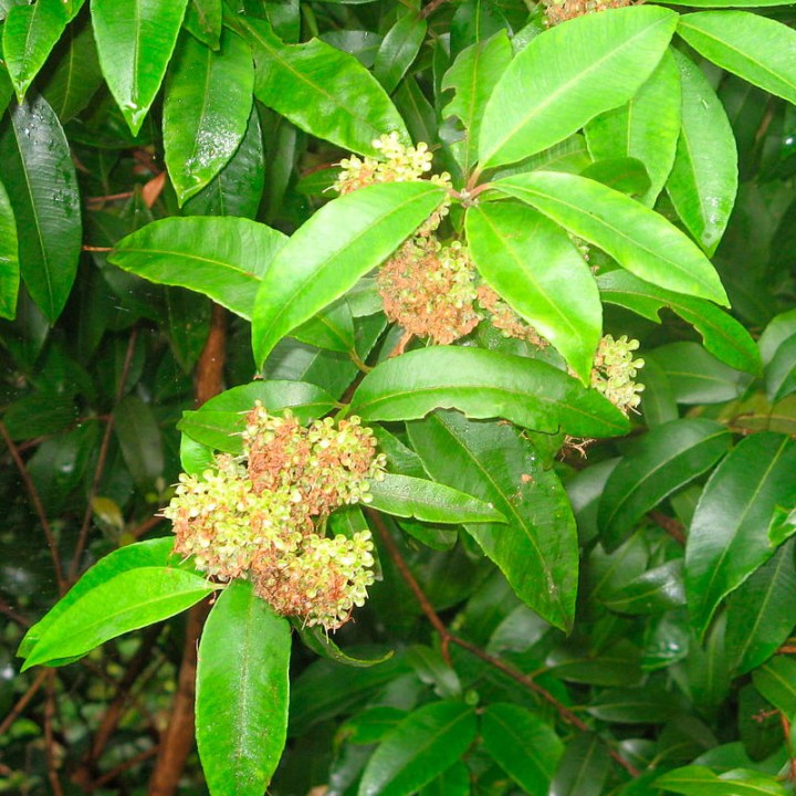 Backhousia citriodora - 1 plant