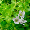 Brahmi plant