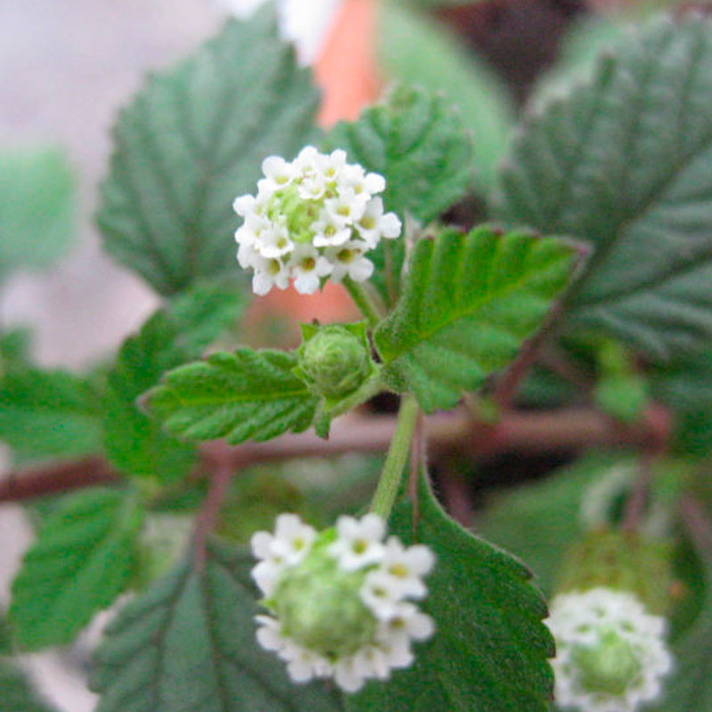 Sweet herb of the Aztecs plant