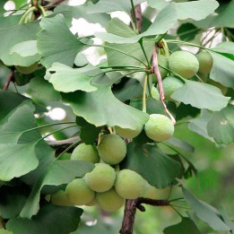 Ginkgo biloba - Seeds