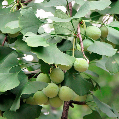 Ginkgo biloba semillas frescas