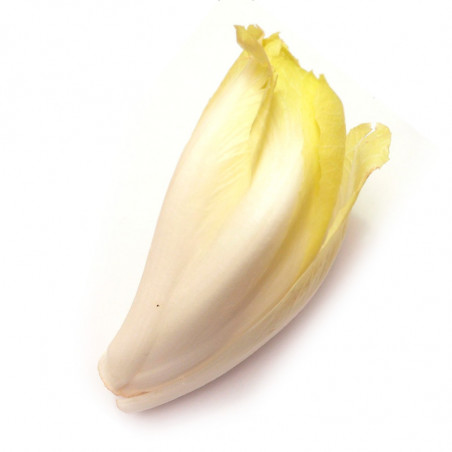 Endive - 500 seeds