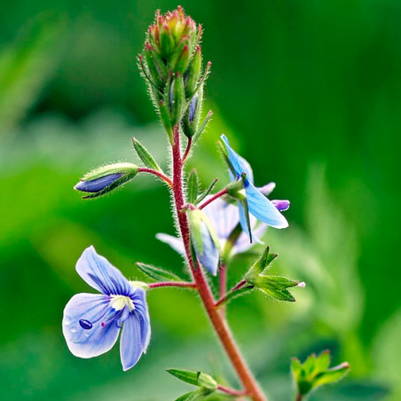 Speedwell - 1000 sementes