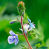 Speedwell - 1000 sementes