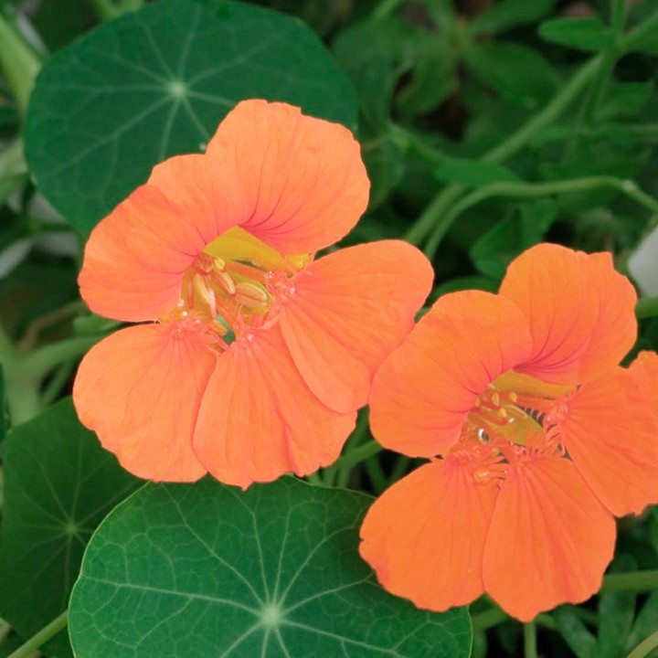 Nasturtium, Salmon Baby - 12 seeds
