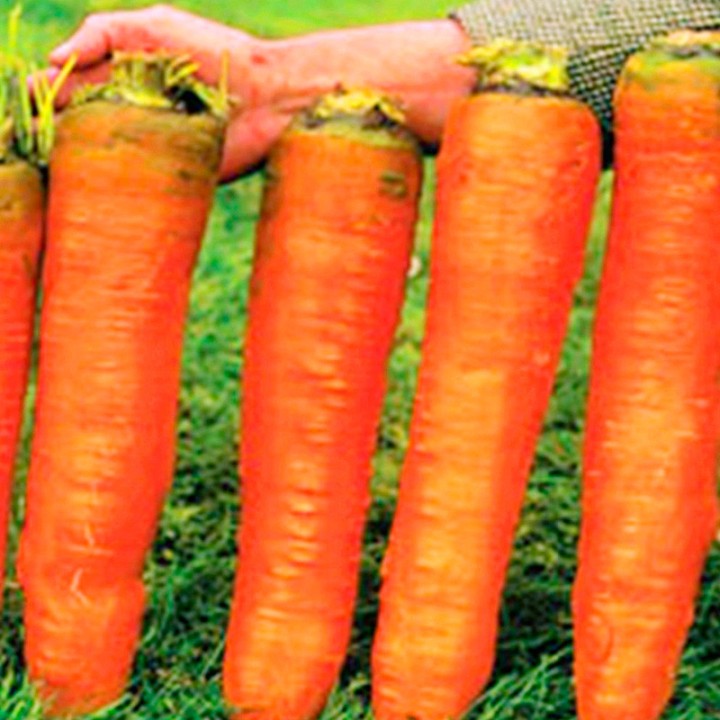 Carrot, Giant - 200 seeds