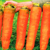 Carrot, Giant - 200 seeds