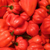 Hot pepper, Red habanero - 20 seeds