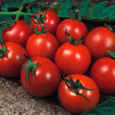 Tomato, Alicante - 30 seeds