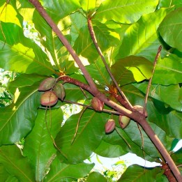 Indian almond - Seeds