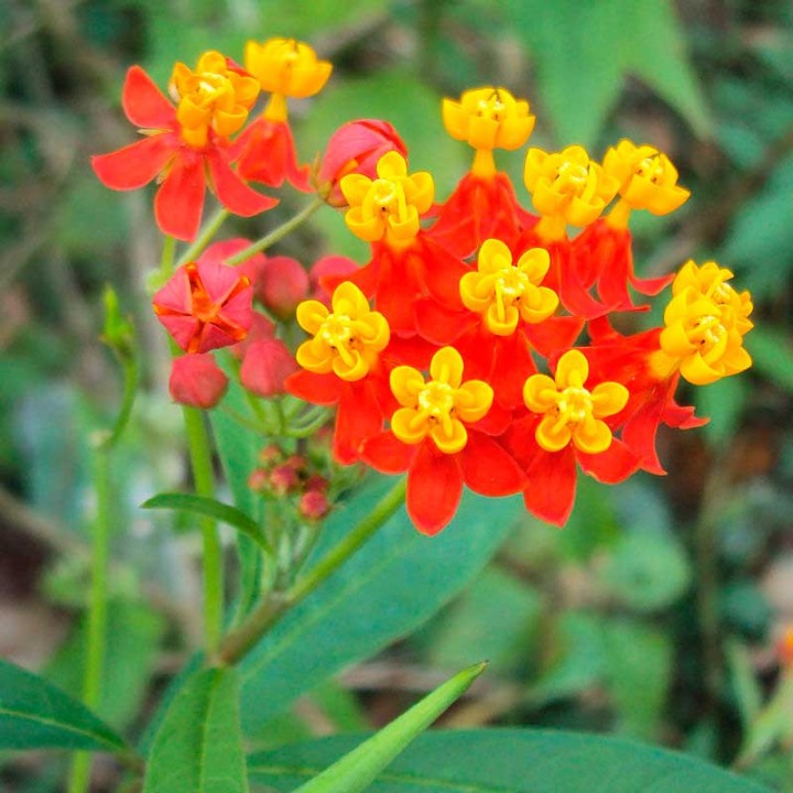 Tropical milkweed - Seeds