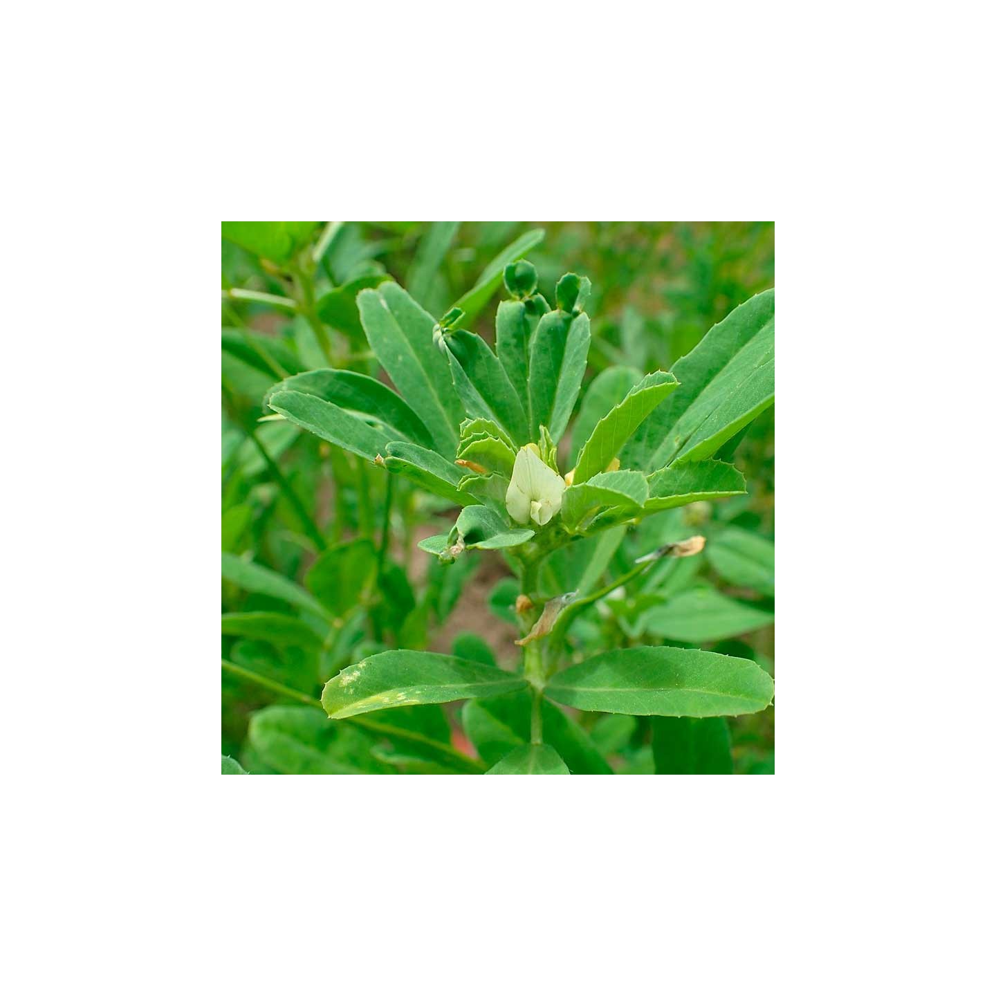 Fenugreek - seeds
