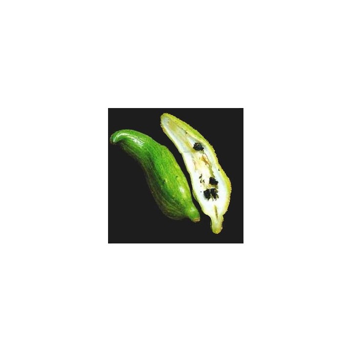 Caigua / Achocha / Achojcha