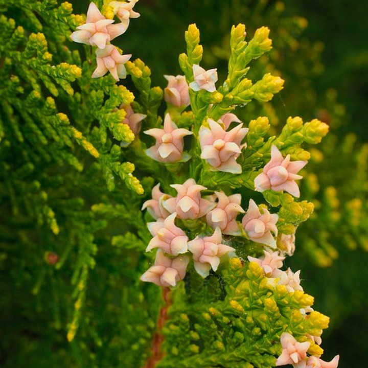 Northern white-cedar - 20 seeds