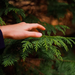 thuja occidentalis ramas