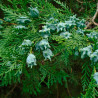 thuja orientalis semillas