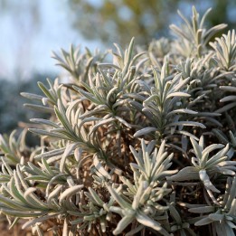 Woolly lavender - Seeds