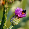 cynara cardunculus semillas