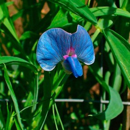 Grass pea - Seeds