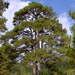 Black pine - Seeds