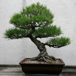 pino negro japones semillas bonsai