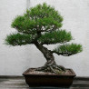 Japanese black pine - 20 seeds