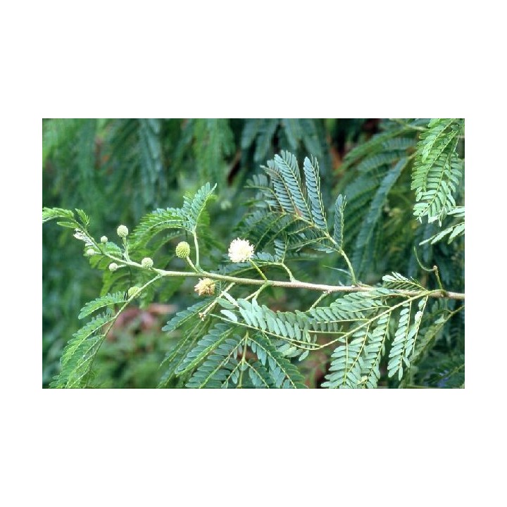 Aromo blanco