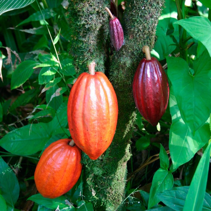 Cocoa - Seeds