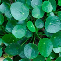 Pilea - Plant