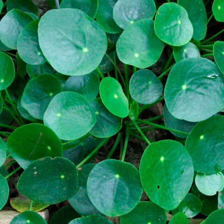 Pilea - Plant