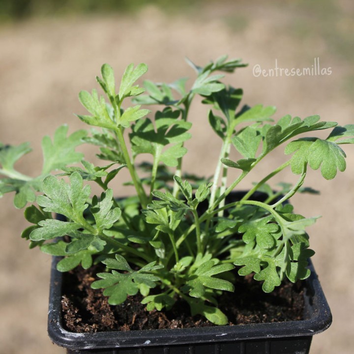 Wormwood - Plant