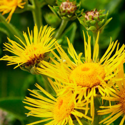 flores amarillas de la planta de helenio