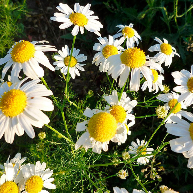 Castilla chamomile - 1 plant