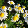 Castilla chamomile - 1 plant