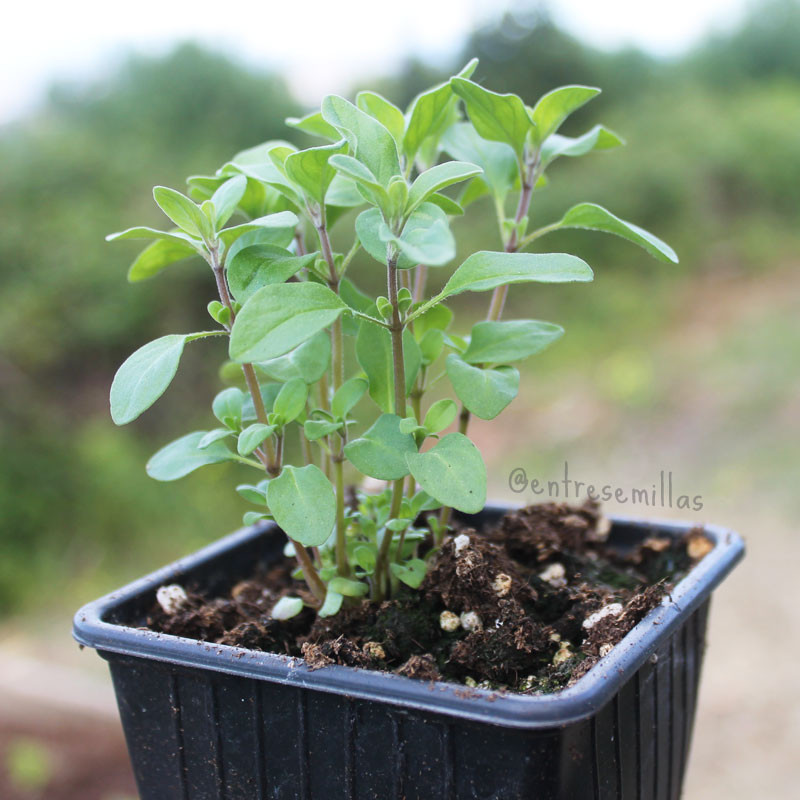 Plantas de Mejorana (Origanum majorana)