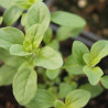 Hojas de la planta de mejorana