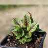 plantas de Acedera roja sanguínea en maceta