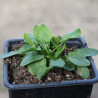 Sorrel - 1 plant