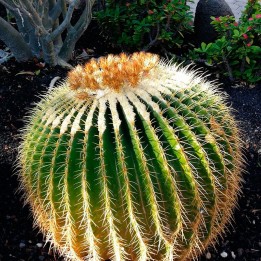 Echinocactus grusonii - Seeds