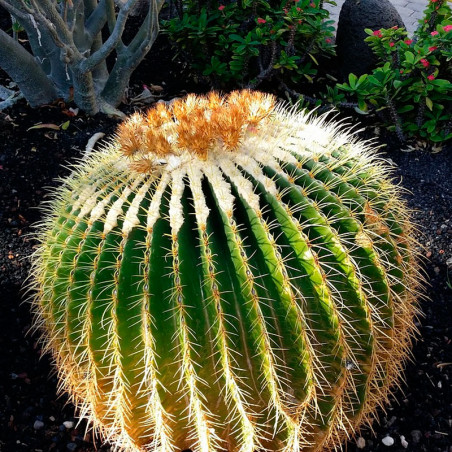 Echinocactus grusonii semillas