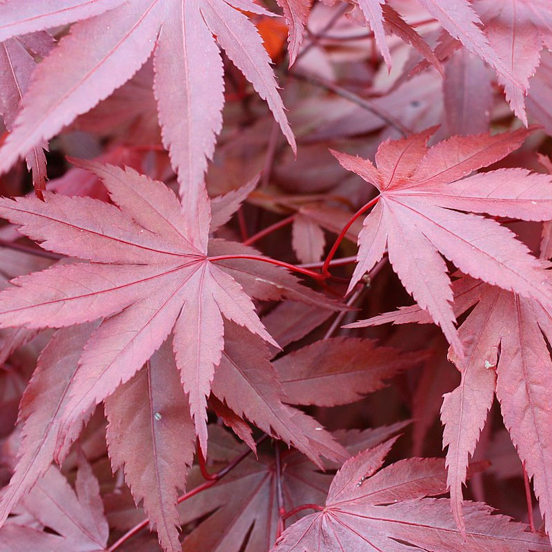 semillas acer palmatum atropurpureum