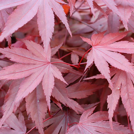 acer palmatum atropurpureum seeds
