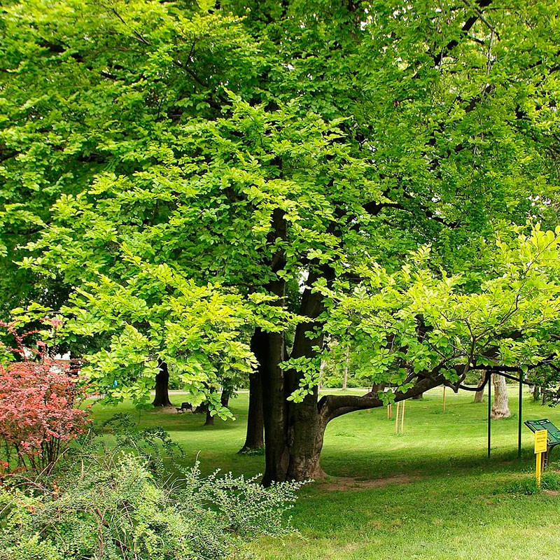 semillas de haya fagus sylvatica