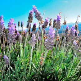 Lavandula dentata - Plant