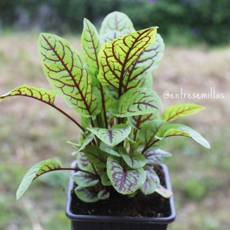 planta de acedera roja sanguinea grande