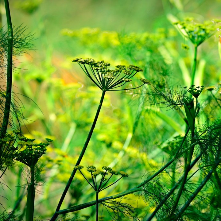 Sweet anise - Seeds