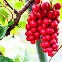 Schisandra chinensis - Seeds